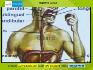 Human Digestive system By Dr Waqas Khan Jadoon