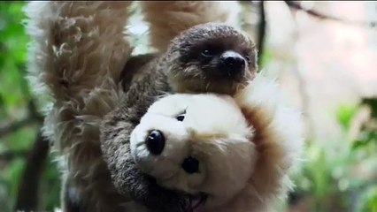 Cute Alert Teddy bear helps 'raise' a sloth - BBC News