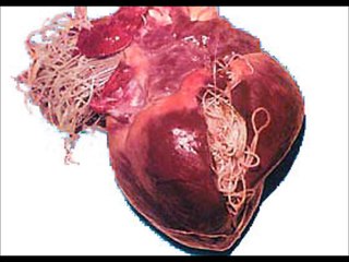 Heartworm Disease In New Jersey Dogs - Tri-County Animal Hospital (Wayne, NJ)