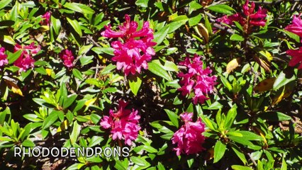 L'HERBIER DE JOSETTE (PYRÉNÉES)