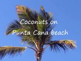 Dominican Republic: Coconuts on Punta Cana beach