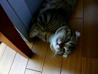 マンチカン　ゴロリン