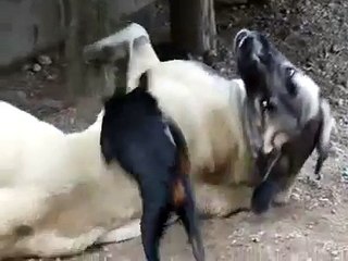 petit brabançon et berger d'anatolie