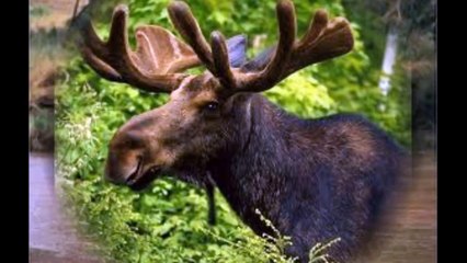 Animales Silvestres