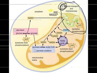 Cellular Respiration Song (Last Friday Night)
