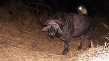 A genet rides a black rhino