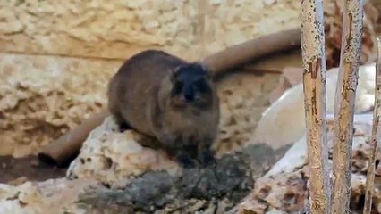 Hyrax "bringing up its cud"