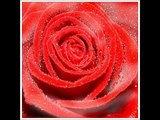 Rose - Rose