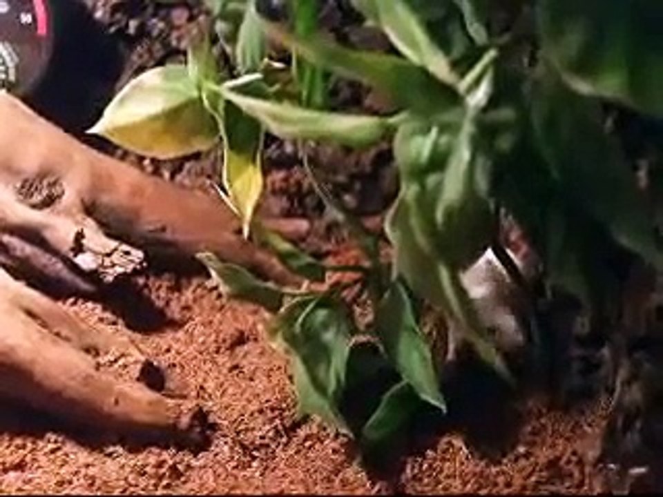 Boa constrictor imperator Costa Rica vs Mus musculus (Boa dusiciel vs. mysz)