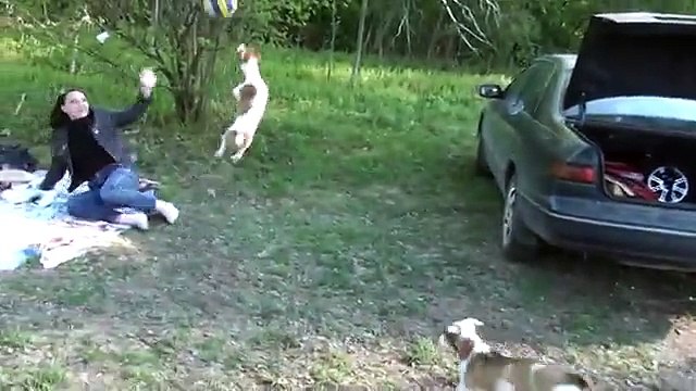 Джек Рассел Терьер Джеки Чан