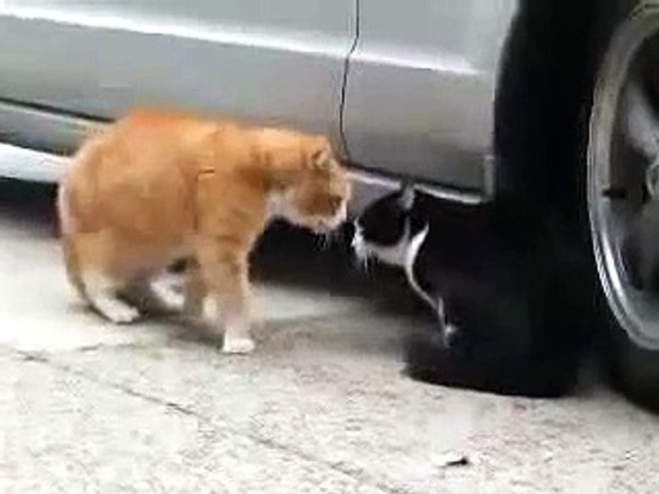 Cats arguing. Cat fight. Very Funny. (Original Version)