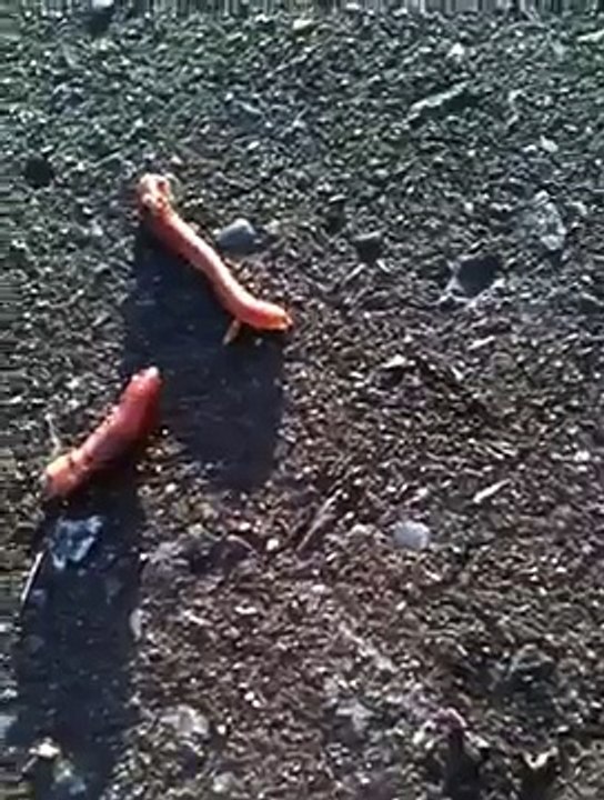 Worm chopped in half
