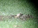 Prairie Dog shooting off a D.O.A. Tactical Shooting Bench