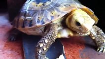 Elongated Tortoise