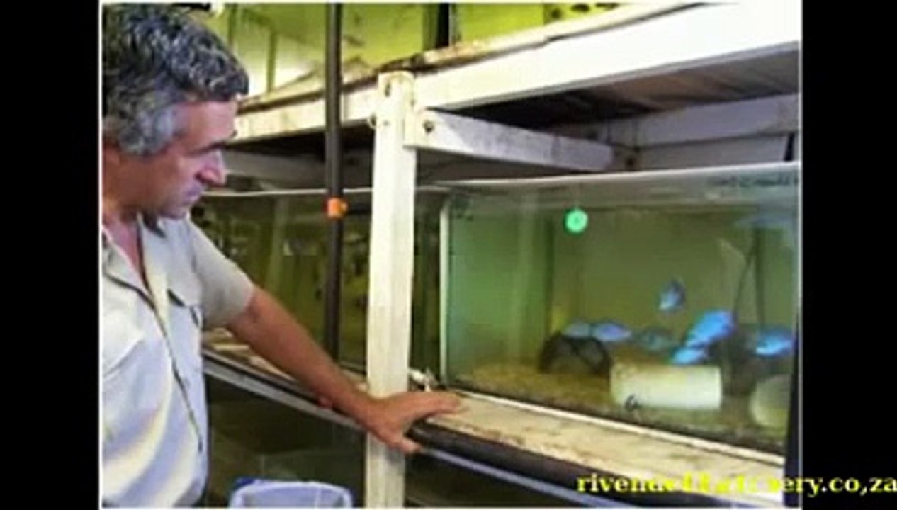 Malawi Cichlid Tropical Fish Farm Rrivendell Hatchery