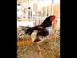 Indische Zwerg-Kämpfer blau-fasanenbraun, Exposition Avicole Blodelsheim 2012