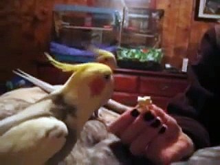 Cockatiels singing Darth Vader theme among other things