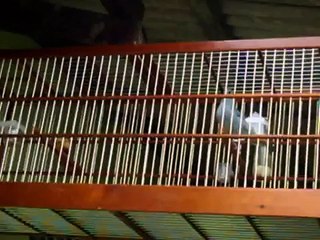 Sanhaço azul - MAESTRO