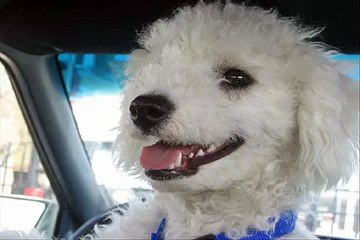 Crazy Ex-girl Friend Murdered My Turtle!!!