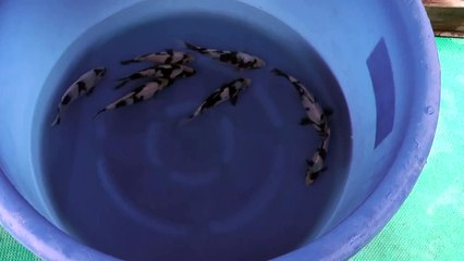 NND Tosai Shiro Utsuri - Show Quality (2)