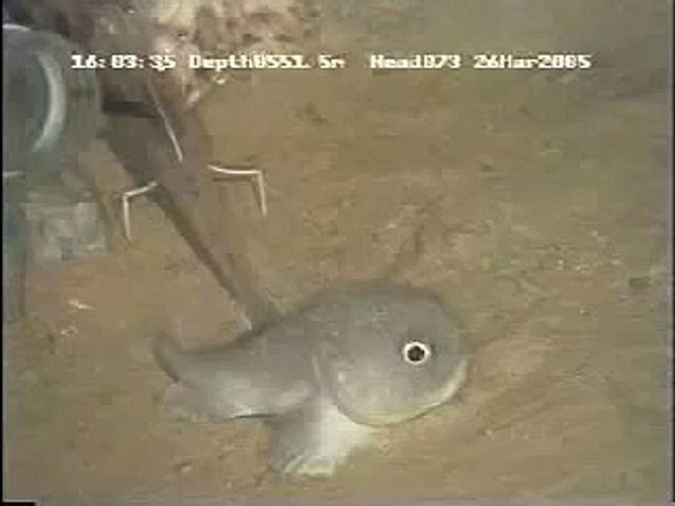 blobfish