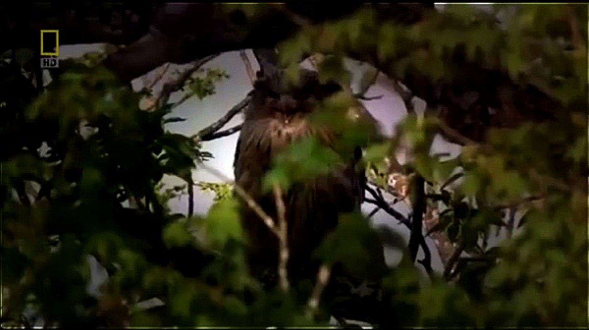 ⁣Documentary Animals Documentary Animals National Geographic Wild Animal Documentary Amazon