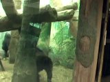 Gorilla Fight: female and male silverback, scream and vocalize