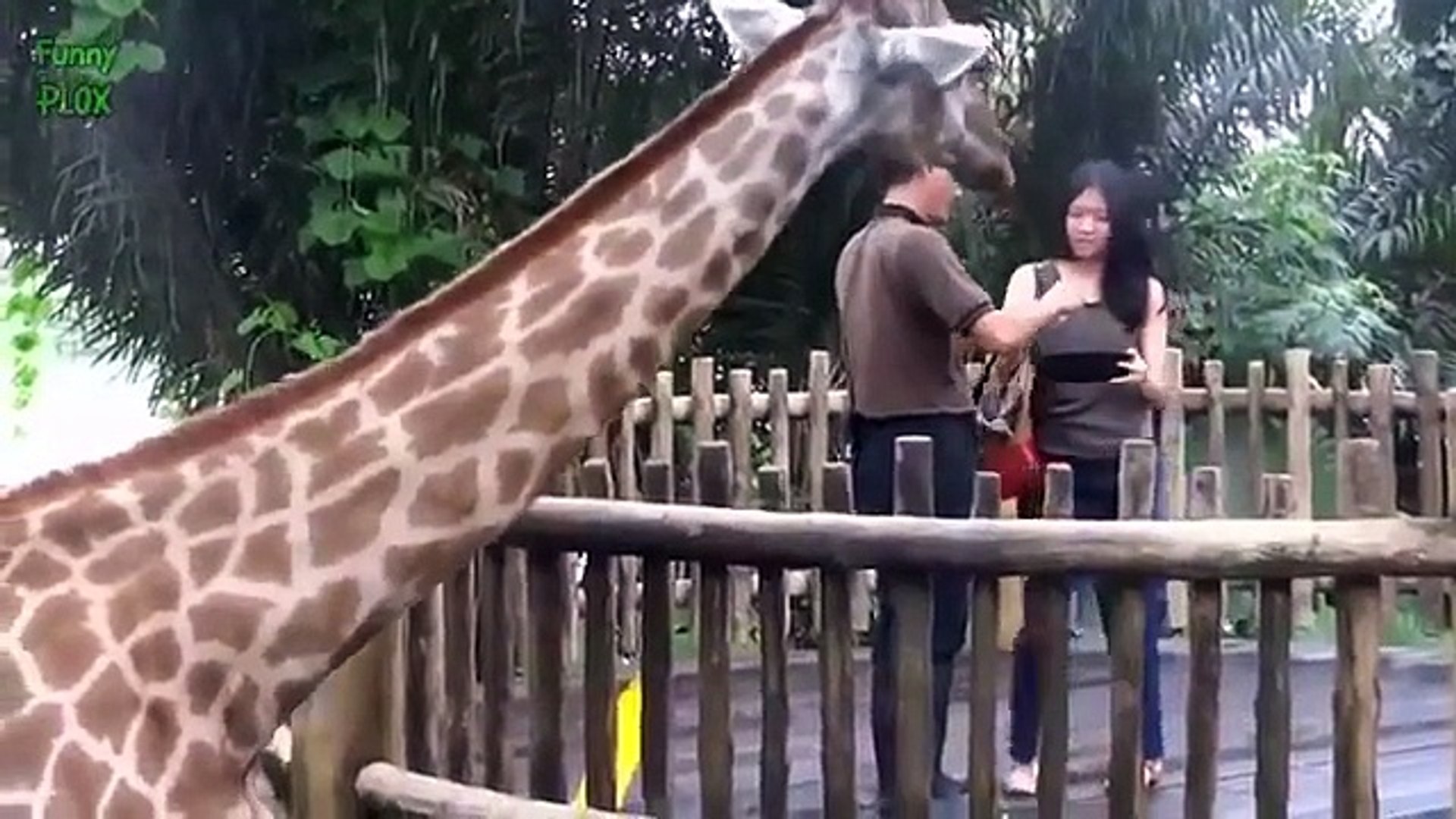 ⁣Animal Planet Channel 2015 WildLife Animals National Geographic Documentary #12 720p