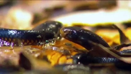 Wild Animal Documentary Sea Serpents (HD)