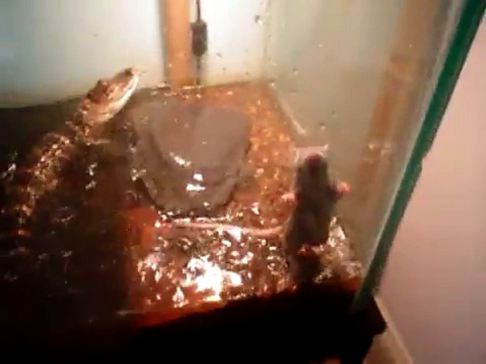 Gator vs Rat