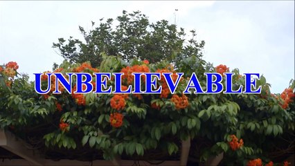 Unbelievable - I so stunned like vegetable (Spouse For House 2 MV)