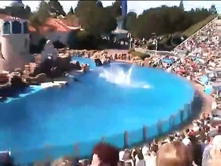 Seaworld Dolphin Orca Shamu