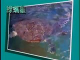 台灣宏觀電視TMACTV--綠蠵龜 Green Sea Turtle(English Version)