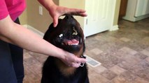 Rottweiler teeth - Showing your Rottweilers teeth for the show ring