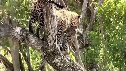 Leoparlar ve  Aslanların Yaşam alanı