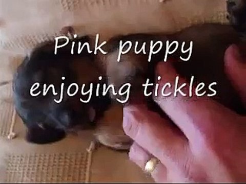 5 Week Old Wire Haired Dachshund Puppies The Girls Playing & Feeding Doxie Teckel Sausage Dog