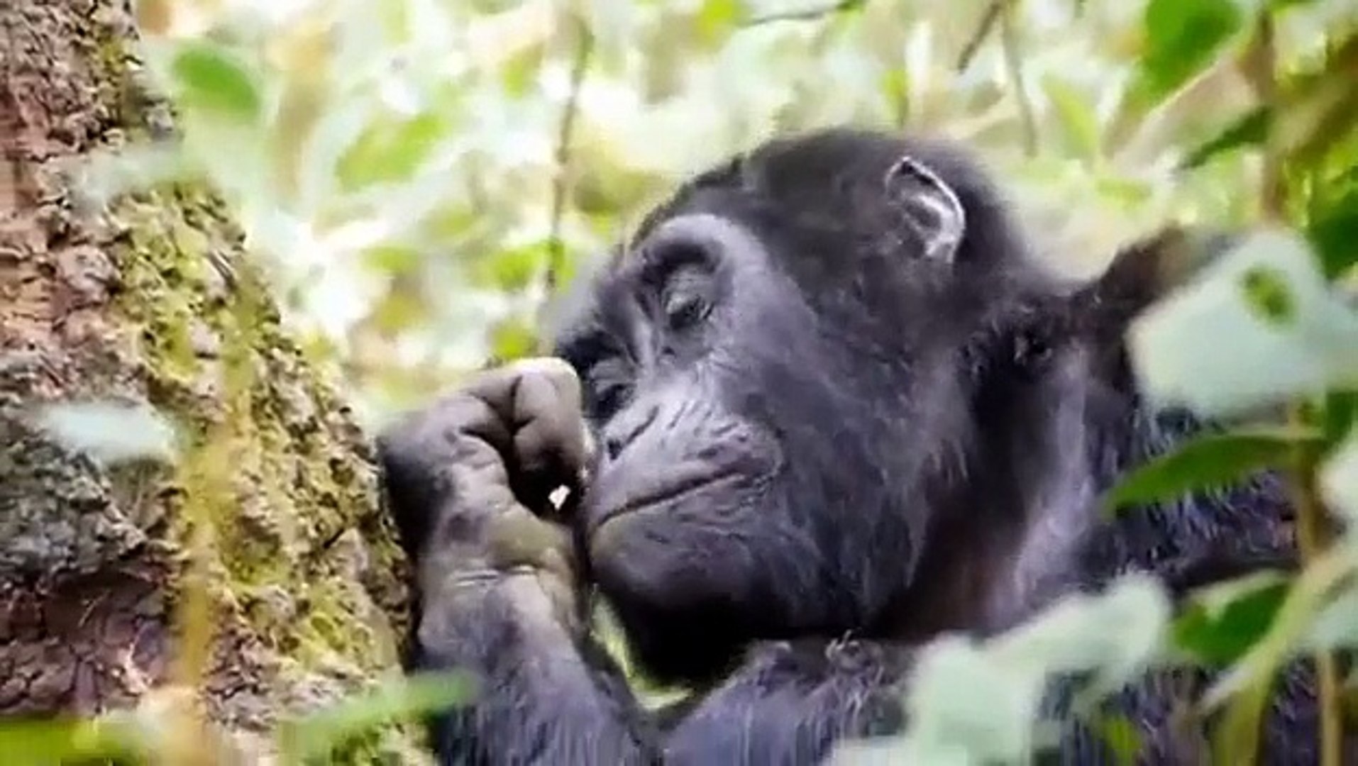 ⁣Из жизни обезьян Дикие животные From the life of monkeys wild animals