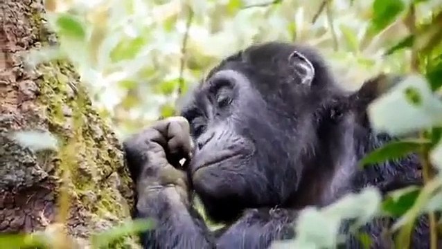 Из жизни обезьян Дикие животные From the life of monkeys wild animals