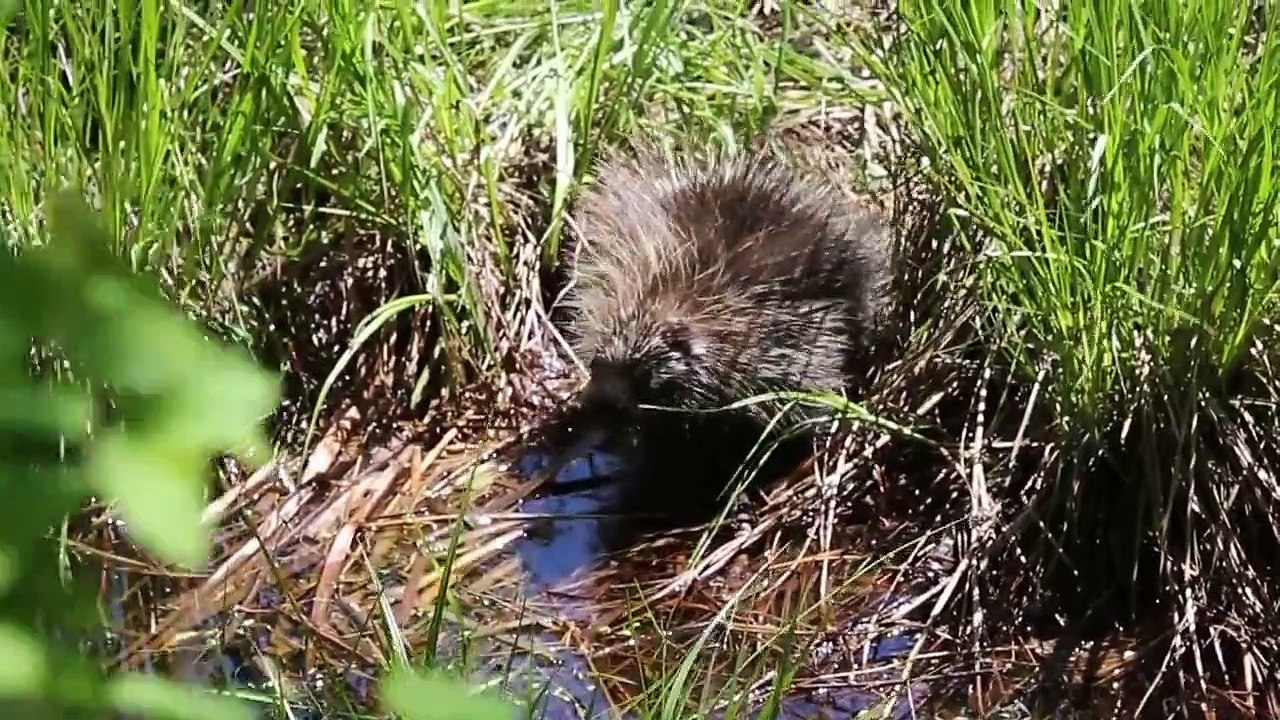 PORCUPINE-1 MVI 0076