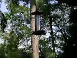 hungry hummingbirds
