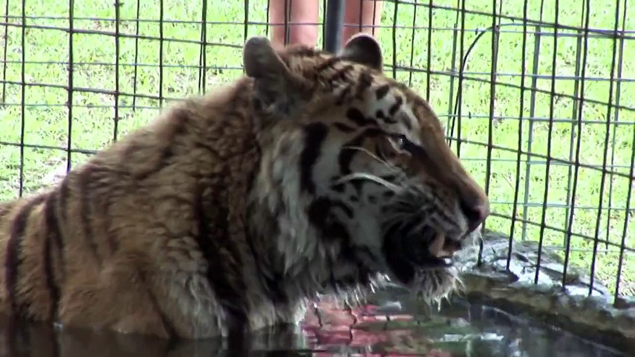 NY Tiger Rescue Teaser
