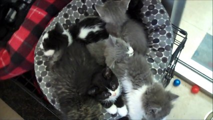 Regina Humane Society Slashes Adoption Fees in Kitten Crisis