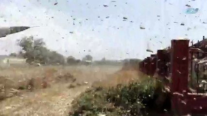 Bu şehri çekirgeler istila etti