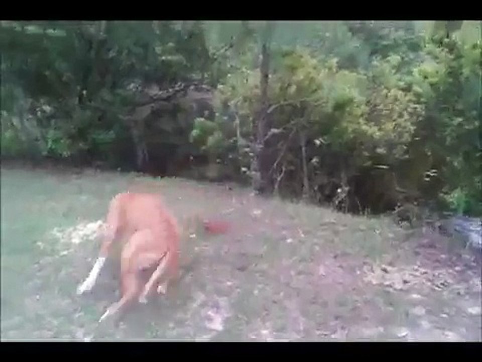 Buck Gets Spooked
