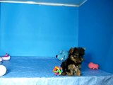 Yorkshire Terrier Macho STA REF:168 40 Venta de perros. Comprar cachorros de perro