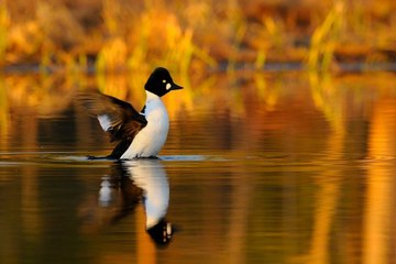 belgesel - BBC - GÖLLER VE AKARSULAR