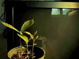 Time lapse stop motion bur oak tree growing by Arbor Aesthetics