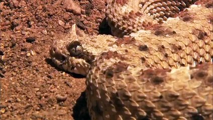 Boynuzlu Çöl Engerek Yılanı