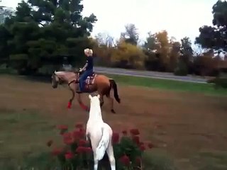 Codys Leo diagos ( Leo)