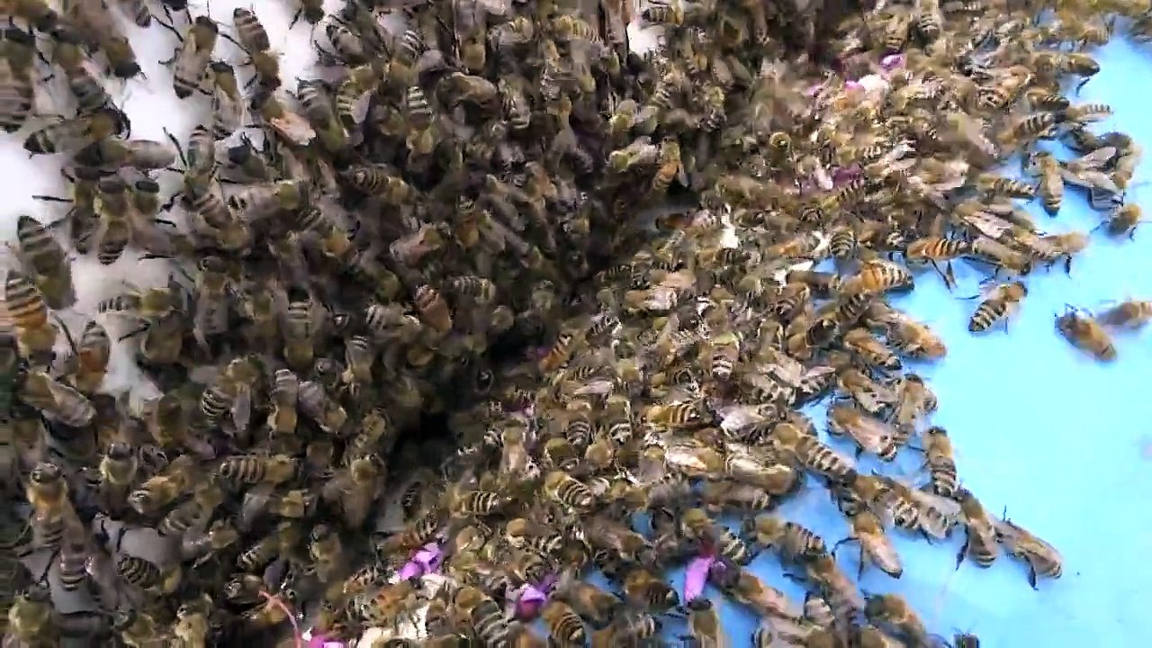 May 2, Prime Swarm in Progress & Capture